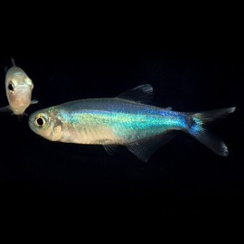 Boehlkea fredcochui var. 2 - 2,5 cm