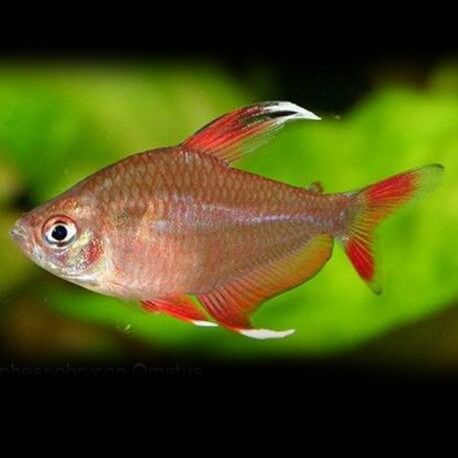 Hyphessobrycon bentosi white fin 2,5 - 3 cm