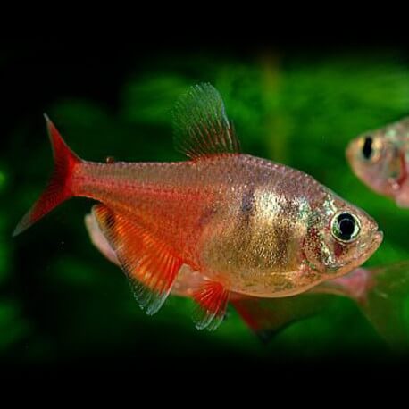 Hyphessobrycon flammeus > 3 cm