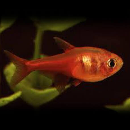 Hyphessobrycon flammeus orange 2,5 cm