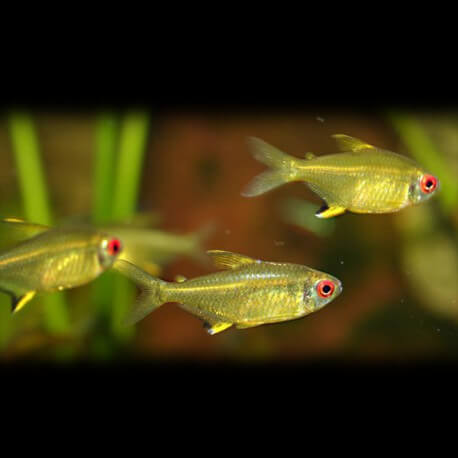 Hyphessobrycon pulchripinnis 2,5 - 3 cm