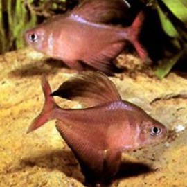 Hyphessobrycon roberti 2,5 - 3 cm