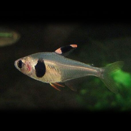 Hyphessobrycon takasei 1,5- 2 cm