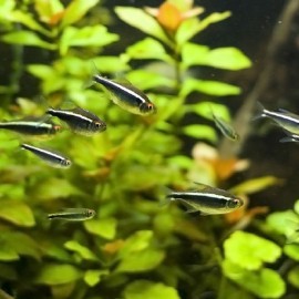 Hyphessobrycon herbertaxelrodi herbertaxelrodi diam 2 - 3 cm