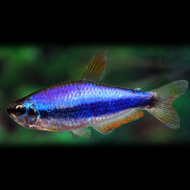 Inpaichthys kerri superblue 2 - 2,5 cm