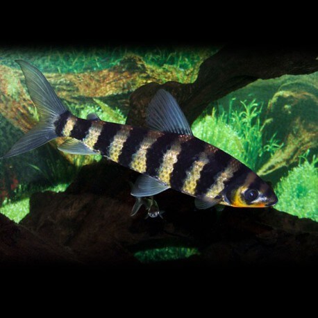 Leporinus affinis 4 - 5 cm