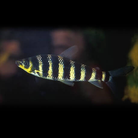 Leporinus octofasciatus 6-9cm