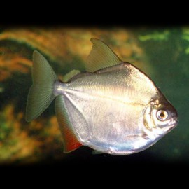 Metynnis argenteus 5-6cm