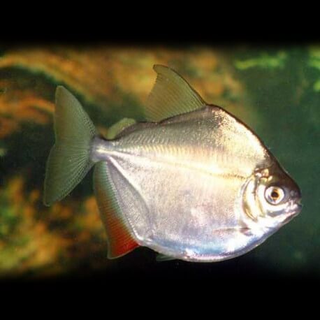 Metynnis argenteus 5-6cm