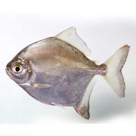 Myleus rubripinnis XXL