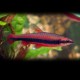 Nannostomus beckfordi red 2,2 - 2,5 cm