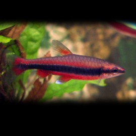Nannostomus beckfordi red 2,2 - 2,5 cm