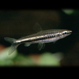 Nannostomus marilynae 2-2,5cm