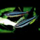 Nannostomus nitidus 3cm