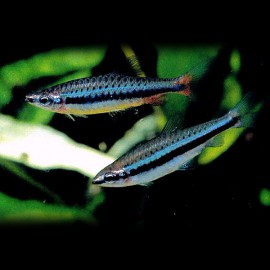 Nannostomus nitidus 3cm