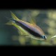 Nematobrycon palmeri gold 3-4cm