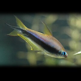 Nematobrycon palmeri gold 3-4cm