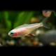 Paracheirodon innesi albino 2,5 cm