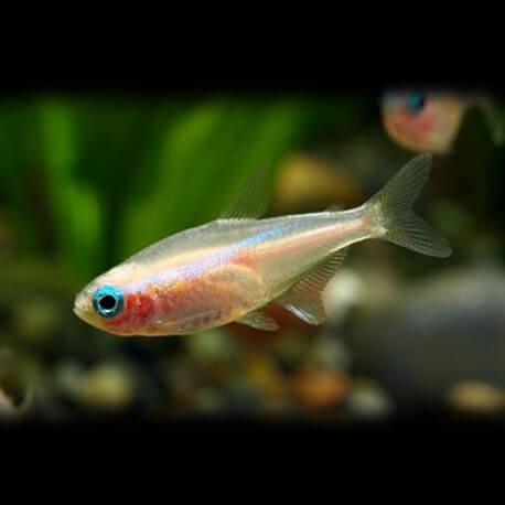 Paracheirodon innesi albino 2,5 cm