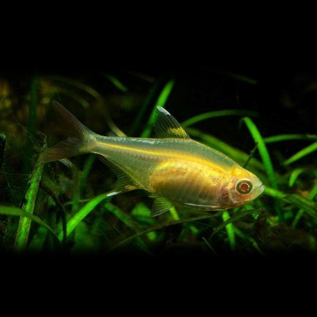 Pristella max. /riddlei/ gold 2,5 - 3 cm