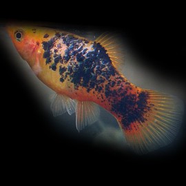 Xiphophorus maculatus « Platy » berlin 3cm