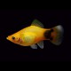 Xiphophorus maculatus mickey mouse gold 3 cm