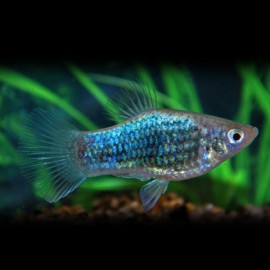 Xiphophorus maculatus neon tuxedo 3 - 4 cm