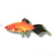 Xiphophorus maculatus red spitz wg 3 - 4 cm