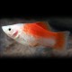 Xiphophorus maculatus « Platy » red top 3-4cm