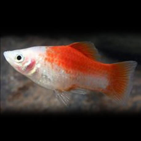 Xiphophorus maculatus « Platy » red top XL