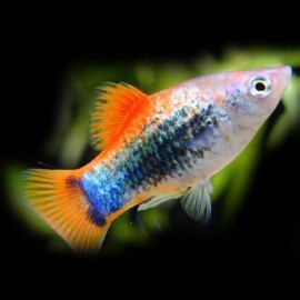 Xiphophorus maculatus red tuxedo 3 - 4 cm