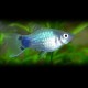 Xiphophorus maculatus spec. blue 3 - 4 cm