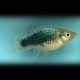 Xiphophorus maculatus tuxedo neon blue 3 - 4 cm