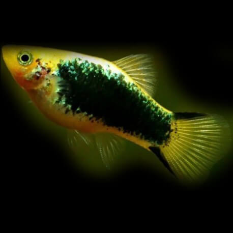 Xiphophorus maculatus « Platy » yellow tuxedo 3cm