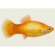 Xiphophorus variatus orange gold 3 - 4 cm