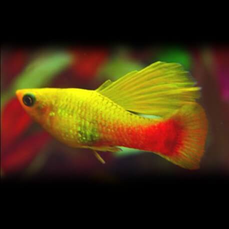 Xiphophorus variatus orange gold simpson 3 - 4 cm