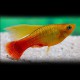 Xiphophorus variatus sunset simpson 3 - 4 cm