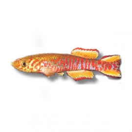 Aphyosemion walkeri red 3 - 5 cm