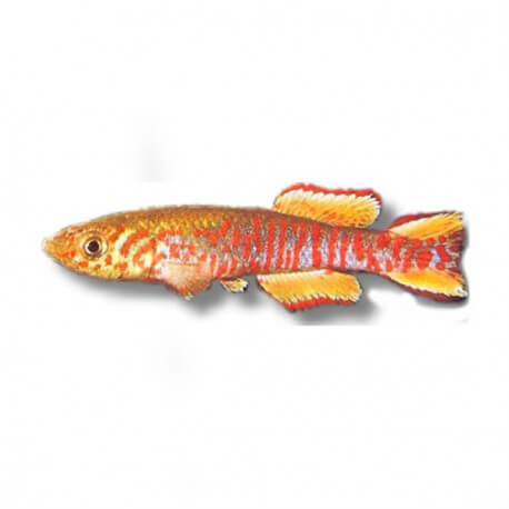 Aphyosemion walkeri red 3 - 5 cm