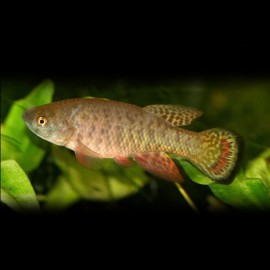 Austrofundulus transilis 5-6cm