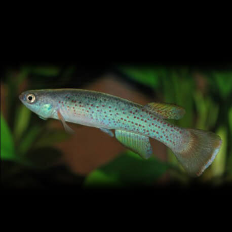 Rachovia magdalenae 3-5cm
