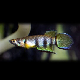 Epiplatys dageti 3 - 4 cm