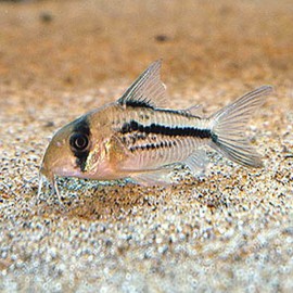 Corydoras axelrodi 4-5cm