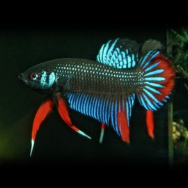 Betta imbelis penang 2 - 3 cm