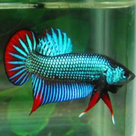 Betta imbellis 1,5 - 3 cm