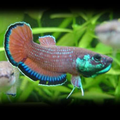 Betta picta 4-5cm