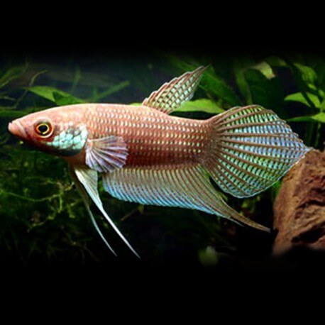 Betta pugnax 6,5-8cm