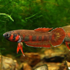 Betta rubra 3 - 4 cm