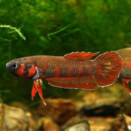 Betta rubra 3 - 4 cm