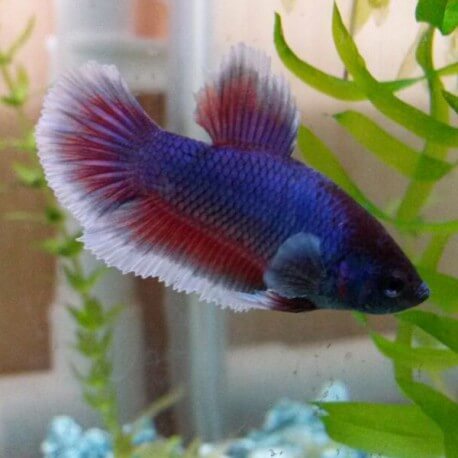 Betta spl. female big ears XL